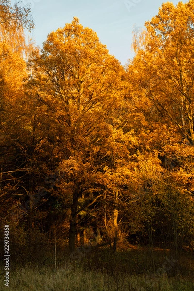Obraz Gold autumn forest