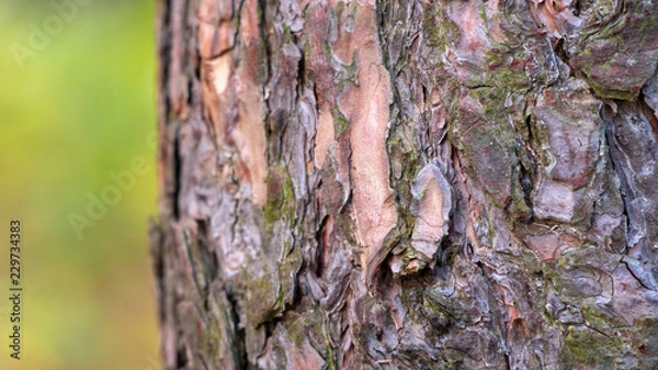 Obraz wood bark texture background