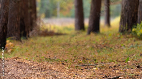 Obraz path at Autumn forest