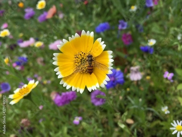 Fototapeta Large Yellow British Wild Flower with Hover-fly Bee Pollinating 