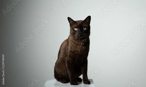 Obraz brown cat sitting on chair with studio lighting