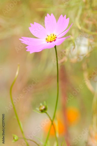 Fototapeta コスモス