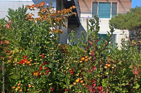 Fototapeta 국화꽃망울