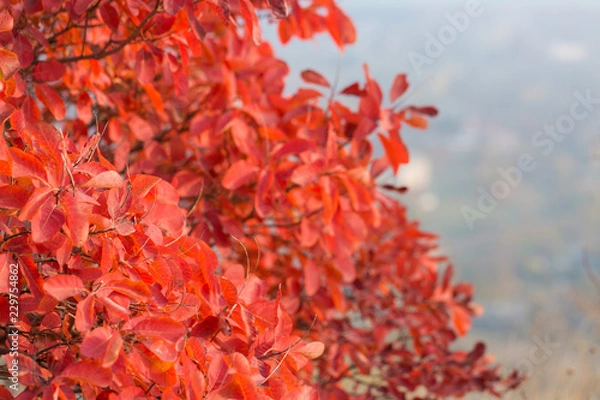 Fototapeta Red and Orange Autumn Leaves Background
