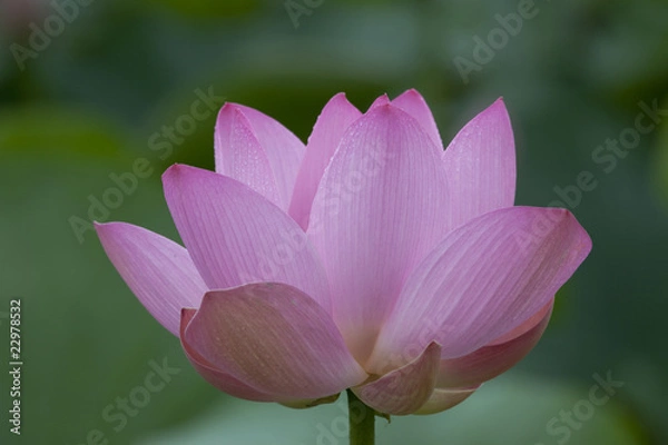 Fototapeta 真横から見たはすの花