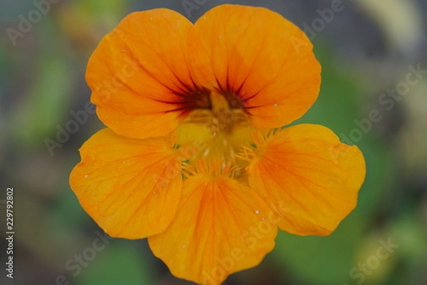 Obraz orange flower in garden