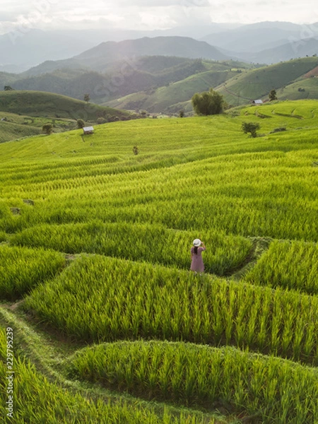 Fototapeta Green Terraced Rice Field in Pa Pong Pieng , Mae Chaem, Chiang Mai Province, Thailand