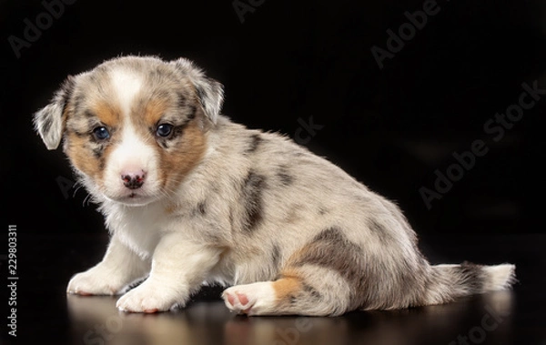 Fototapeta Welsh corgi puppy Dog  Isolated  on Black Background in studio