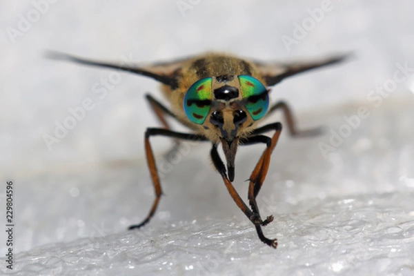 Fototapeta Horsefly  is a predator, actively attacking humans and animals.
