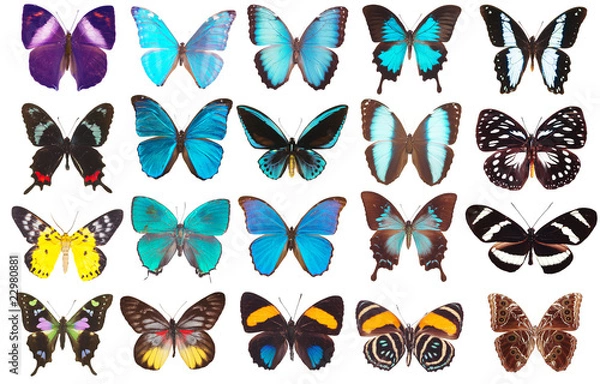 Obraz collection of butterflies isolated on white