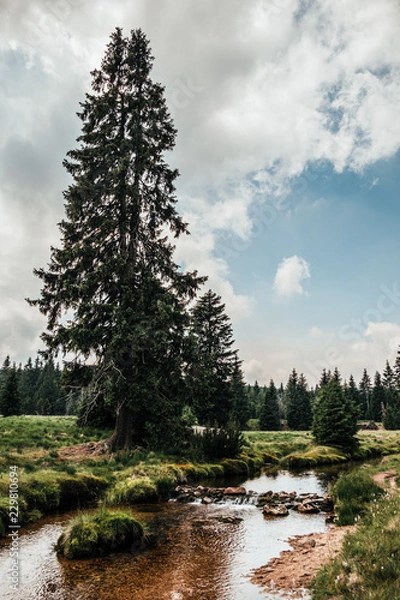 Obraz pine tree in the mountains