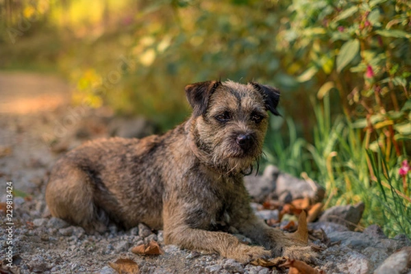 Obraz border terrier