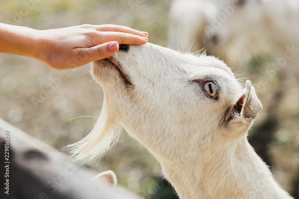 Obraz white goat reaches for a hand close-up
