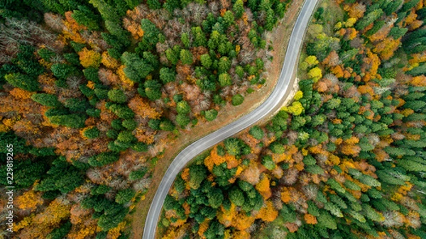 Fototapeta Scenic aerial view looking at a winging road in the middle of the colorful forest during fall season.