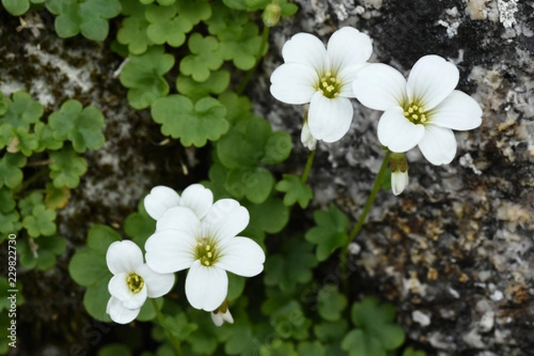 Obraz Saxifraga