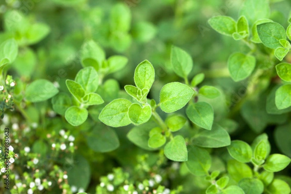 Obraz Thyme and oregano herbs, herb garden