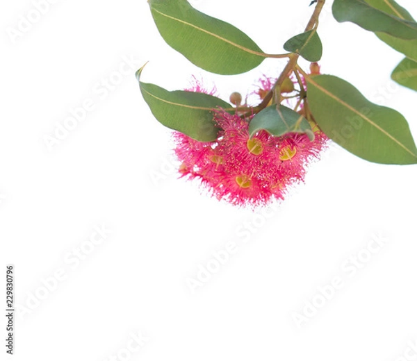 Obraz Blossoming eucalyptus tree branch, isolated on white background