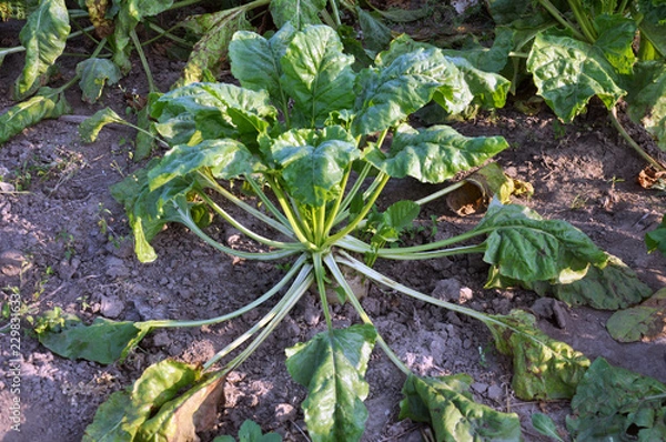 Obraz In the soil grows beet fodder