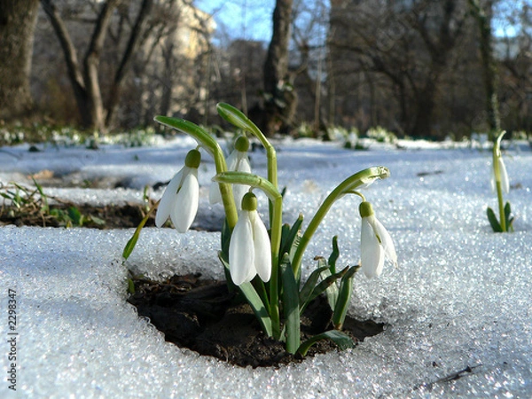 Obraz snowdrops rising from the snow i