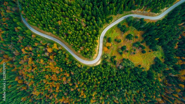 Fototapeta Scenic aerial view looking at a winging road in the middle of the colorful forest during fall season.