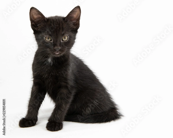 Obraz Black Kitten
