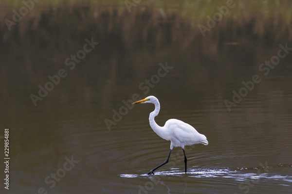 Obraz Great Egret Wading
