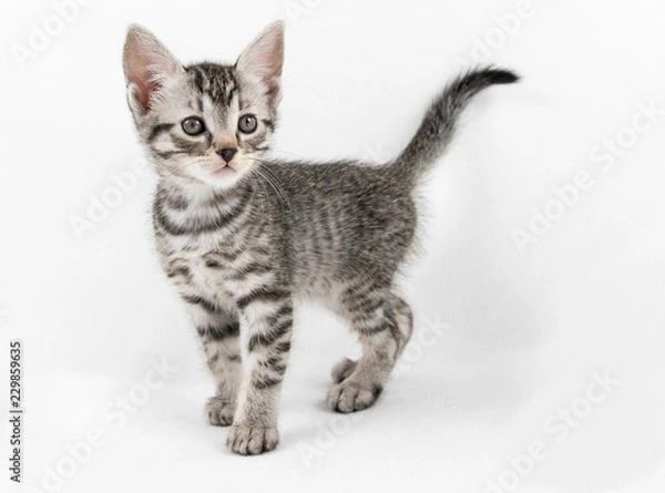 Obraz Grey tabby kitten