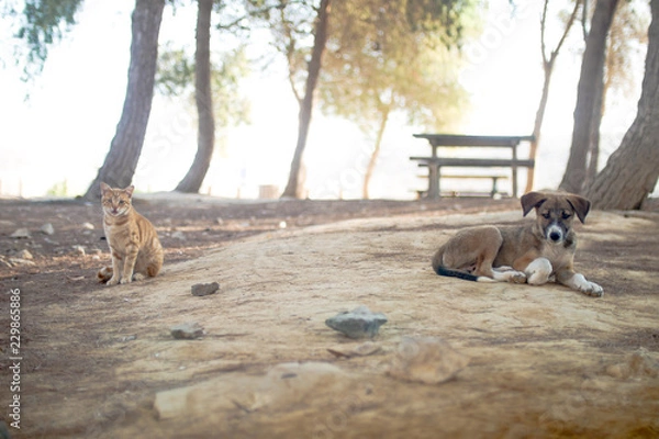 Obraz Redhead cat with brown dog