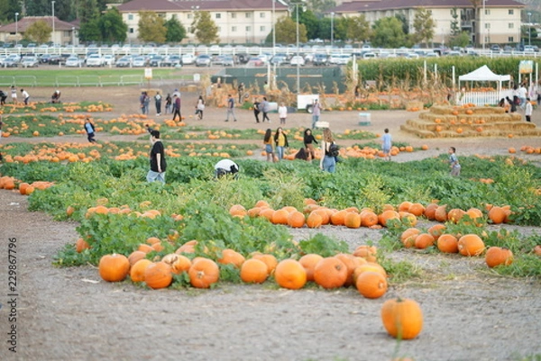 Fototapeta Pumpkin Patch