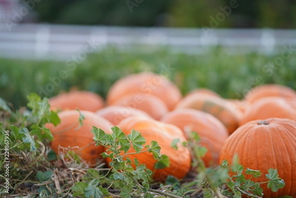 Fototapeta Pumkin patch