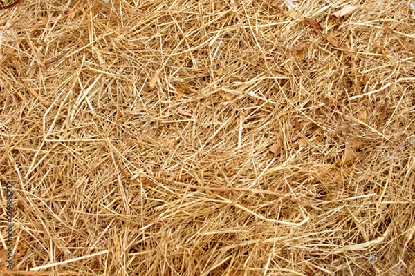 Obraz Dry yellow straw grass background texture