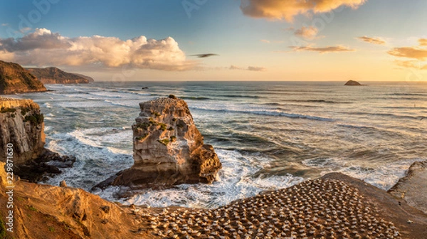 Obraz Gannets at Muriwai