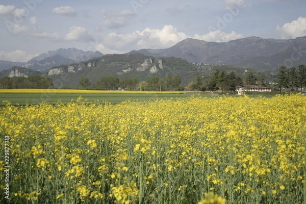 Obraz Paesaggio e fiori