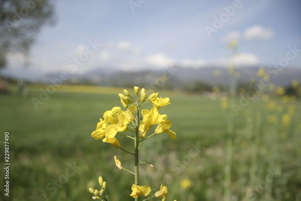 Obraz Fiore giallo e paesaggio sullo sfondo