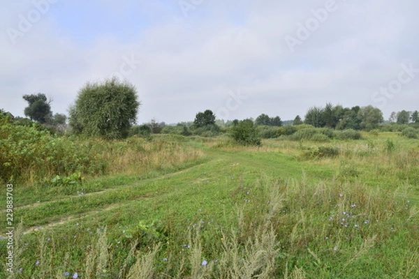 Fototapeta утро в лугах