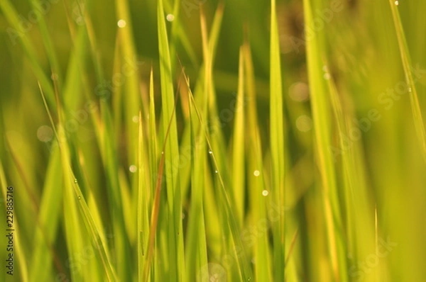 Fototapeta Dew on Fresh green grass with water drops in  in the morning Green Season. Beauty bokeh.