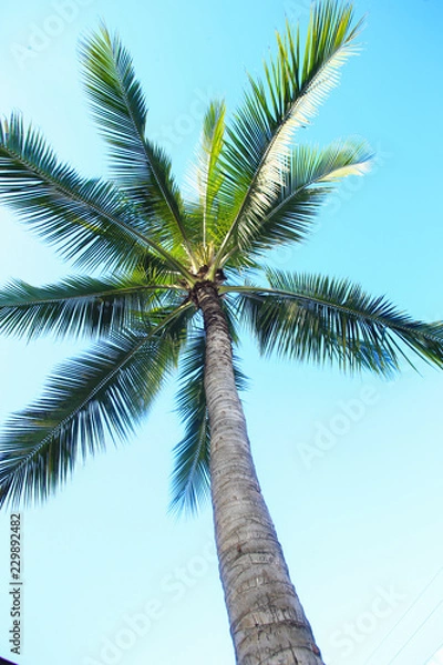 Fototapeta ヤシの木