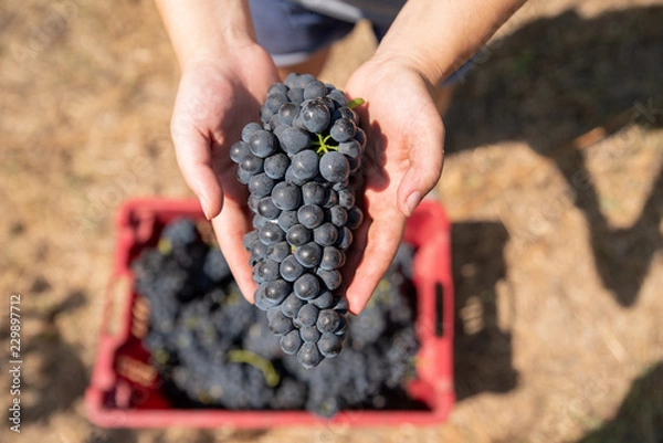 Fototapeta Grapes harvest. Woman's hands with freshly harvested grapes.