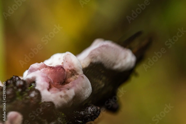 Fototapeta Side by side