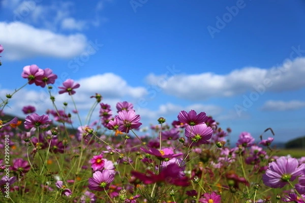 Fototapeta コスモス