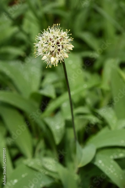 Obraz wild garlic