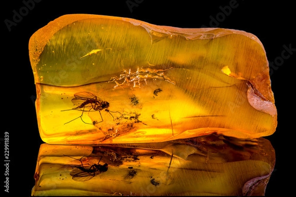 Fototapeta Amazing baltic amber with frozen in this piece a mosquito, isolated on black background. 