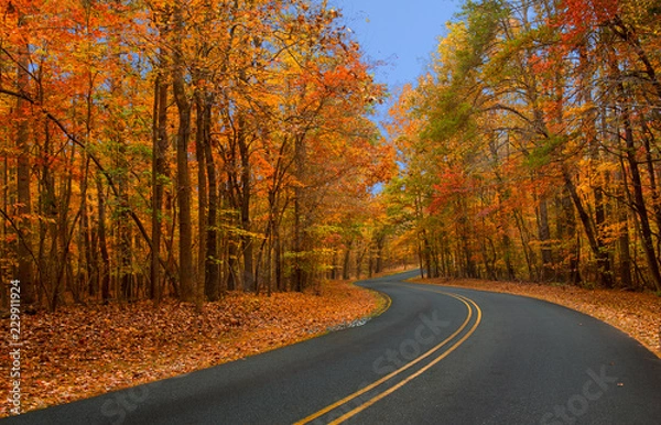 Obraz Autumn foliage