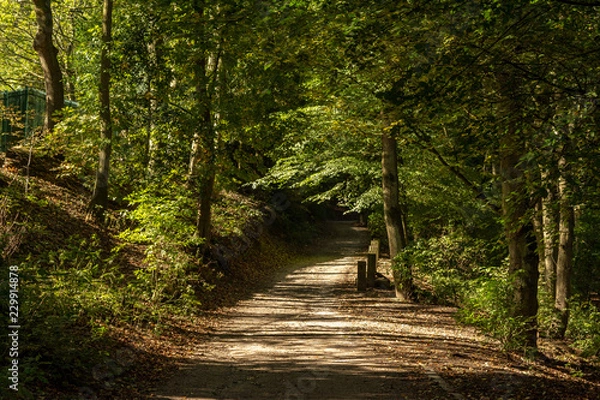 Obraz path in the forest