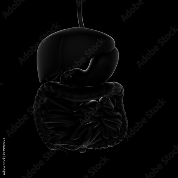 Obraz 3D illustration of human digestive system black background. Front view