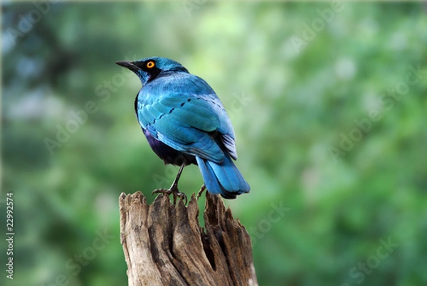 Obraz uccello nel parco Ghobe