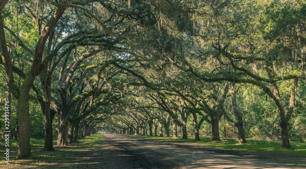 Fototapeta Wormsloe Oak Plantation, Savannah, Georgia, USA - July 10, 2018: Long road lined with ancient live oak trees draped in spanish moss at historic Wormsloe Plantation