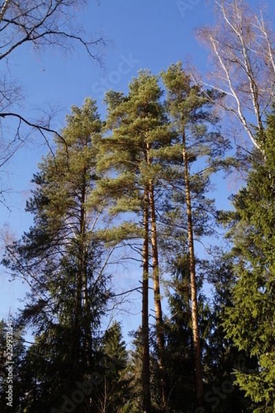 Obraz pine trees and blue sky