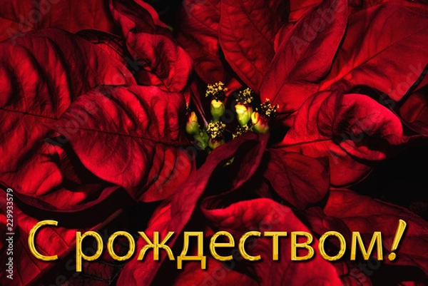 Obraz The Russian text "С рождеством!" means "Merry Christmas", which is in front of a red poinsettia. The perfect holiday season greetings card.