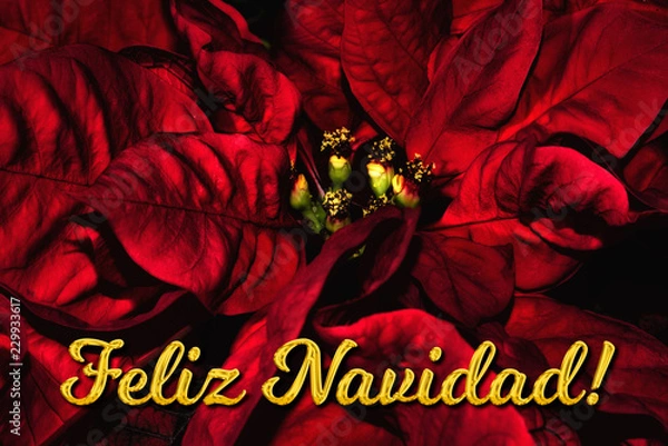 Obraz The Spanish text "Feliz Navidad" means "Merry Christmas", which is in front of a red poinsettia. The perfect holiday season greetings card.